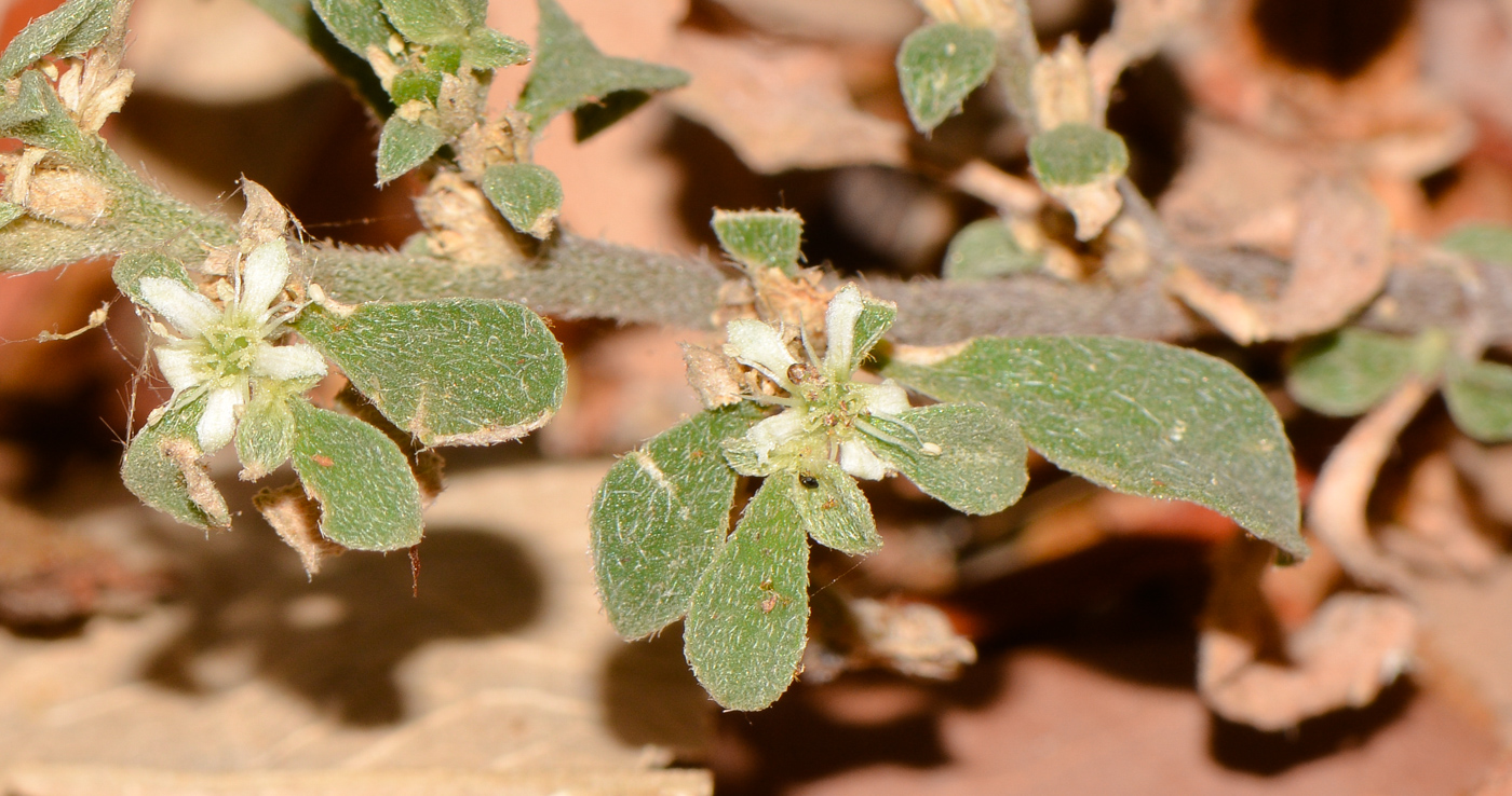 Image of Galenia pubescens specimen.
