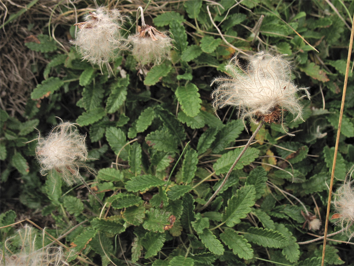 Image of Dryas octopetala specimen.