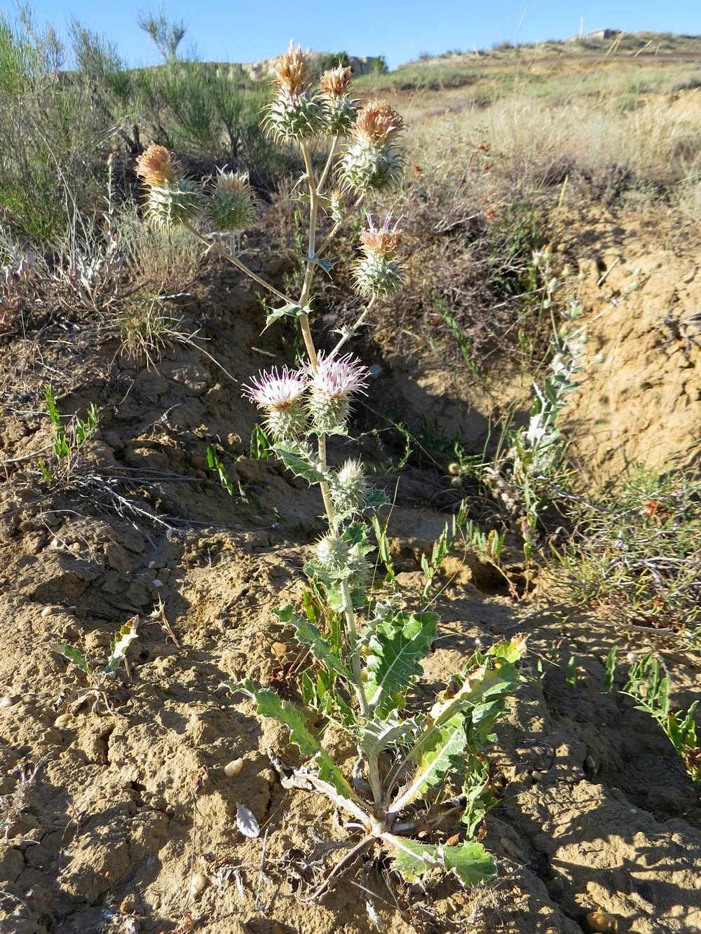 Изображение особи Cousinia affinis.