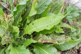 Rumex longifolius