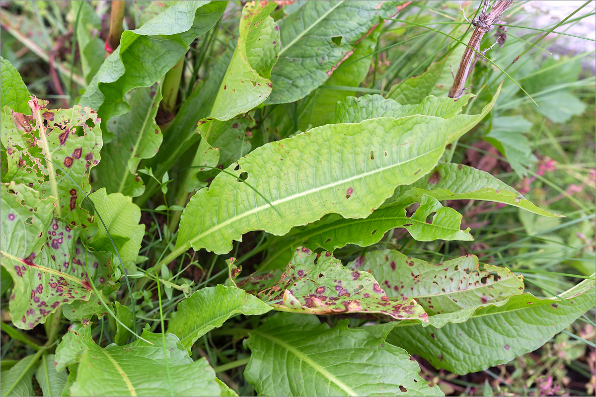 Image of Rumex longifolius specimen.