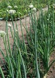 Allium cepa. Цветущие растения. Восточный Казахстан, Уланский р-н, с. Украинка, дачный участок. 27.06.2016.