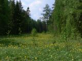 Trollius europaeus. Аспект цветущих растений на поляне. Свердловская обл., окр. г. Североуральск, сосновый лес. 05.06.2016.