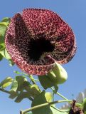 Aristolochia littoralis