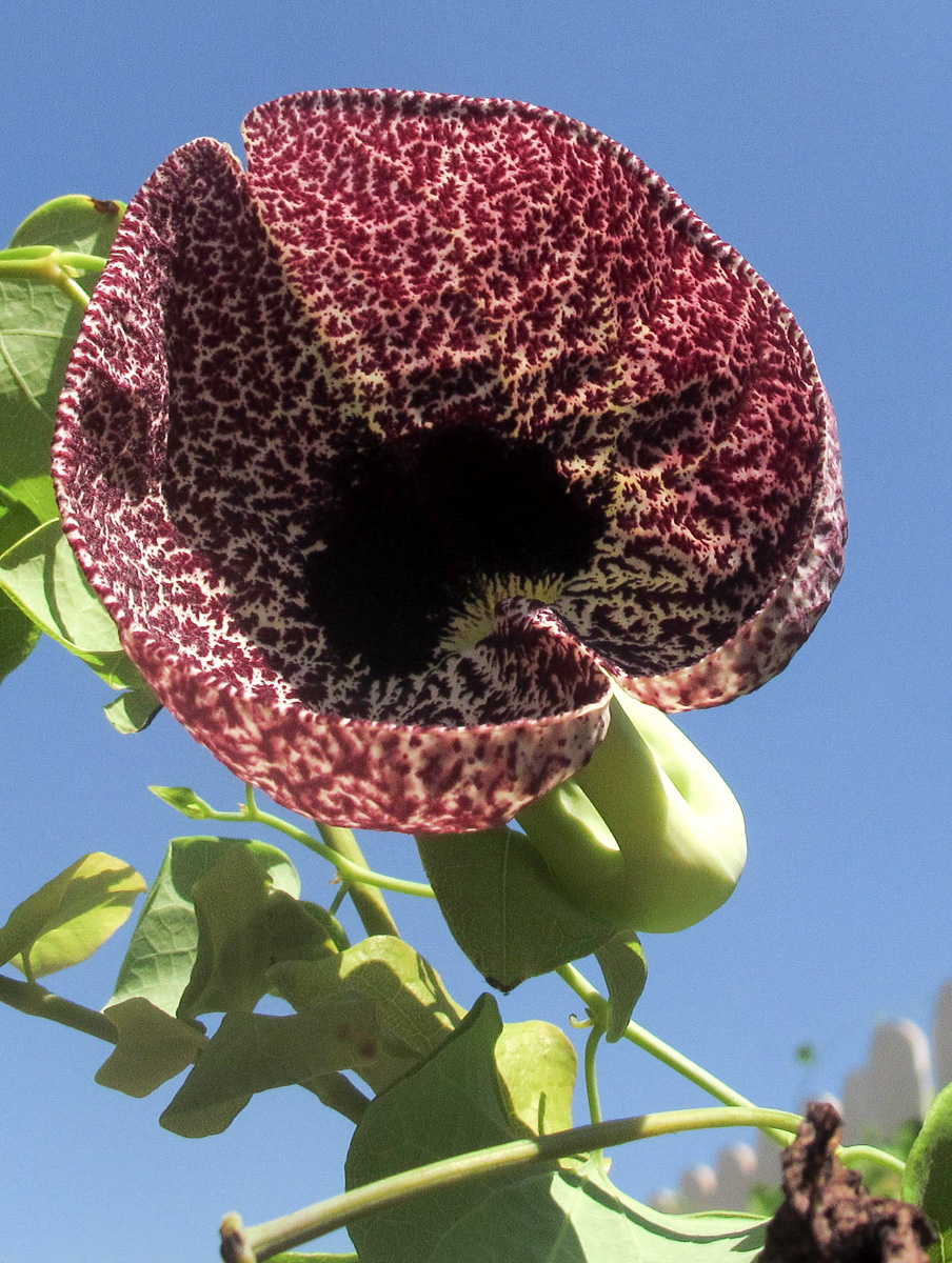 Image of Aristolochia littoralis specimen.