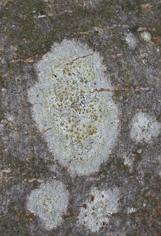 Image of Lecanora symmicta specimen.