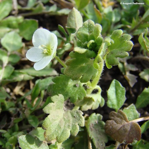 Image of Veronica polita specimen.