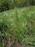 Equisetum arvense. Вегетативный побег. Украина, г. Запорожье, балка Березноватая, восточный склон, низинный луговой участок. 13.05.2016.