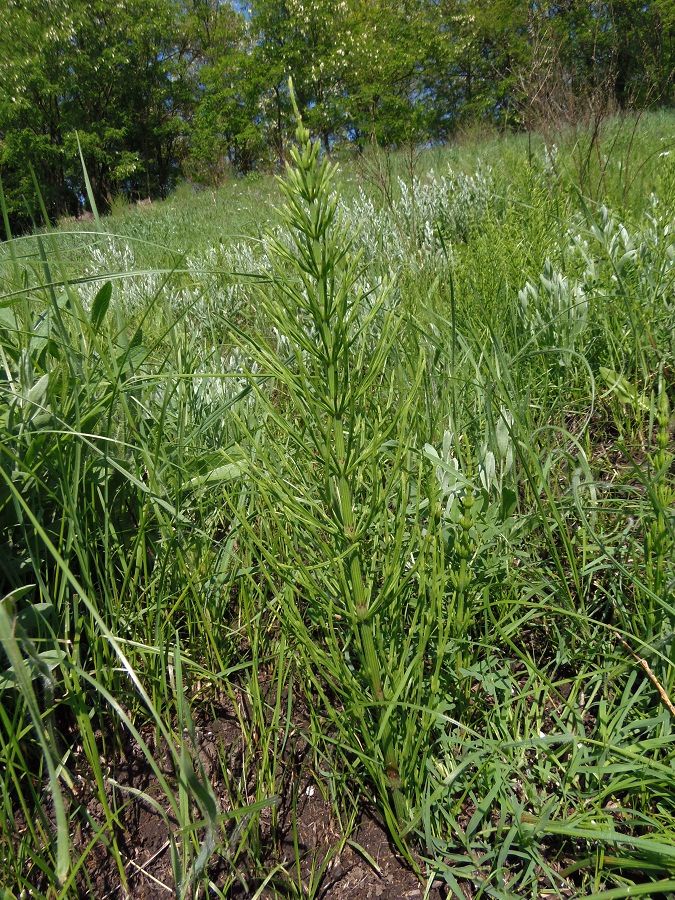 Image of Equisetum arvense specimen.