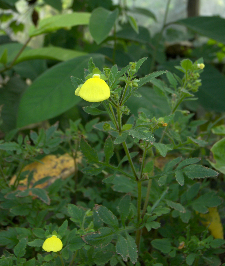 Изображение особи Calceolaria tripartita.