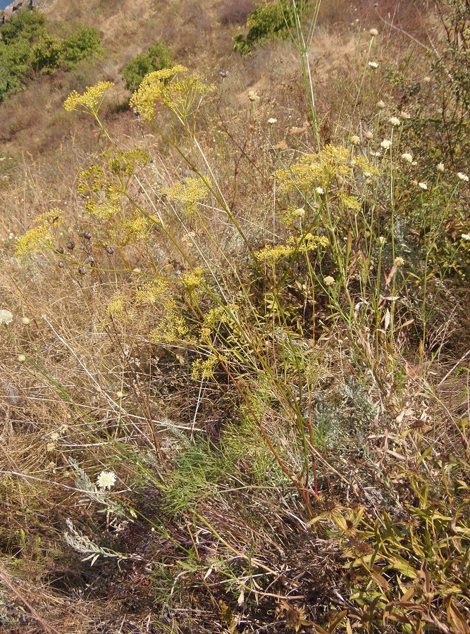 Изображение особи Peucedanum ruthenicum.