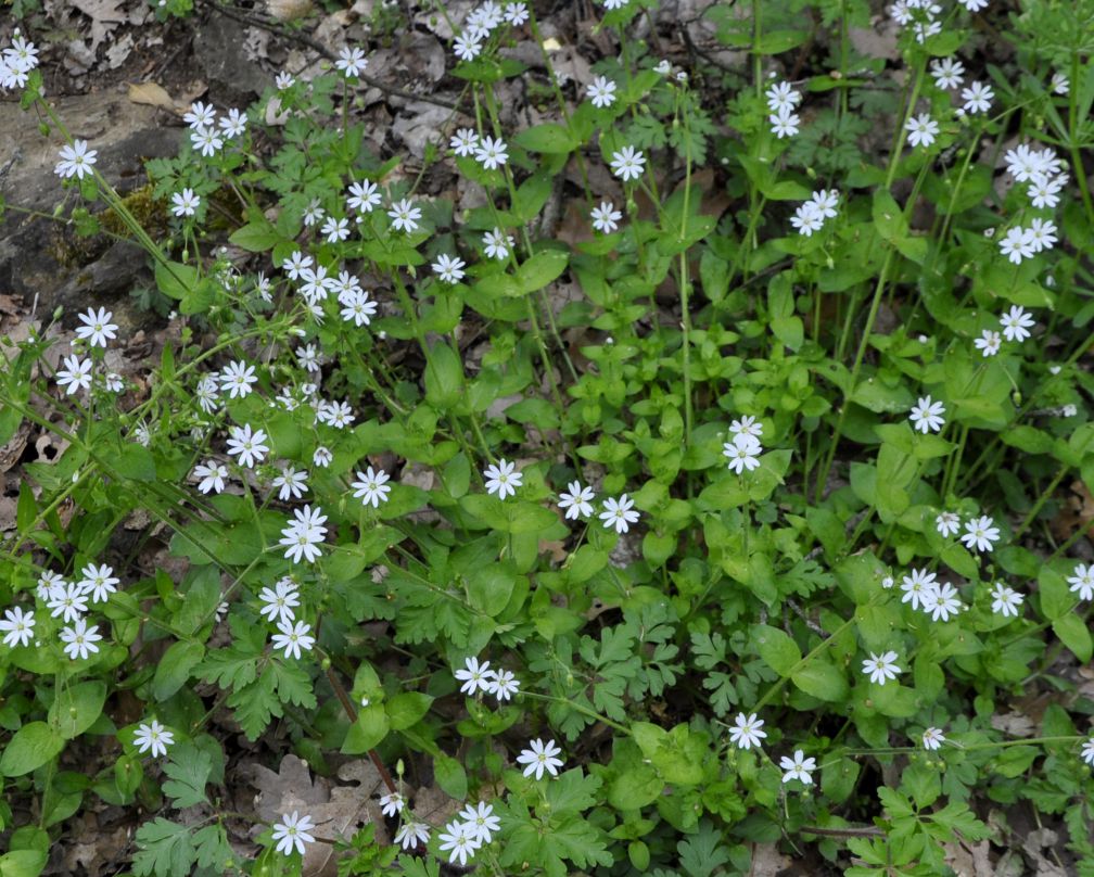 Изображение особи Stellaria media ssp. cupaniana.