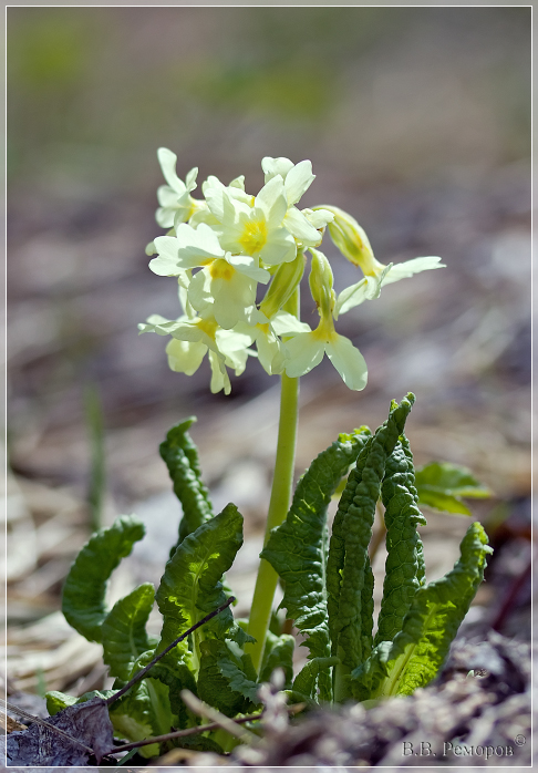 Изображение особи Primula pallasii.