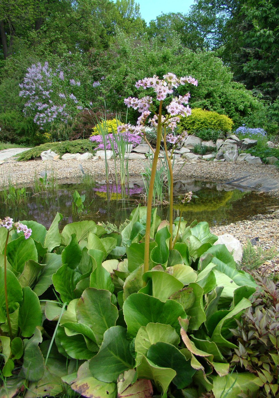 Изображение особи Bergenia crassifolia.