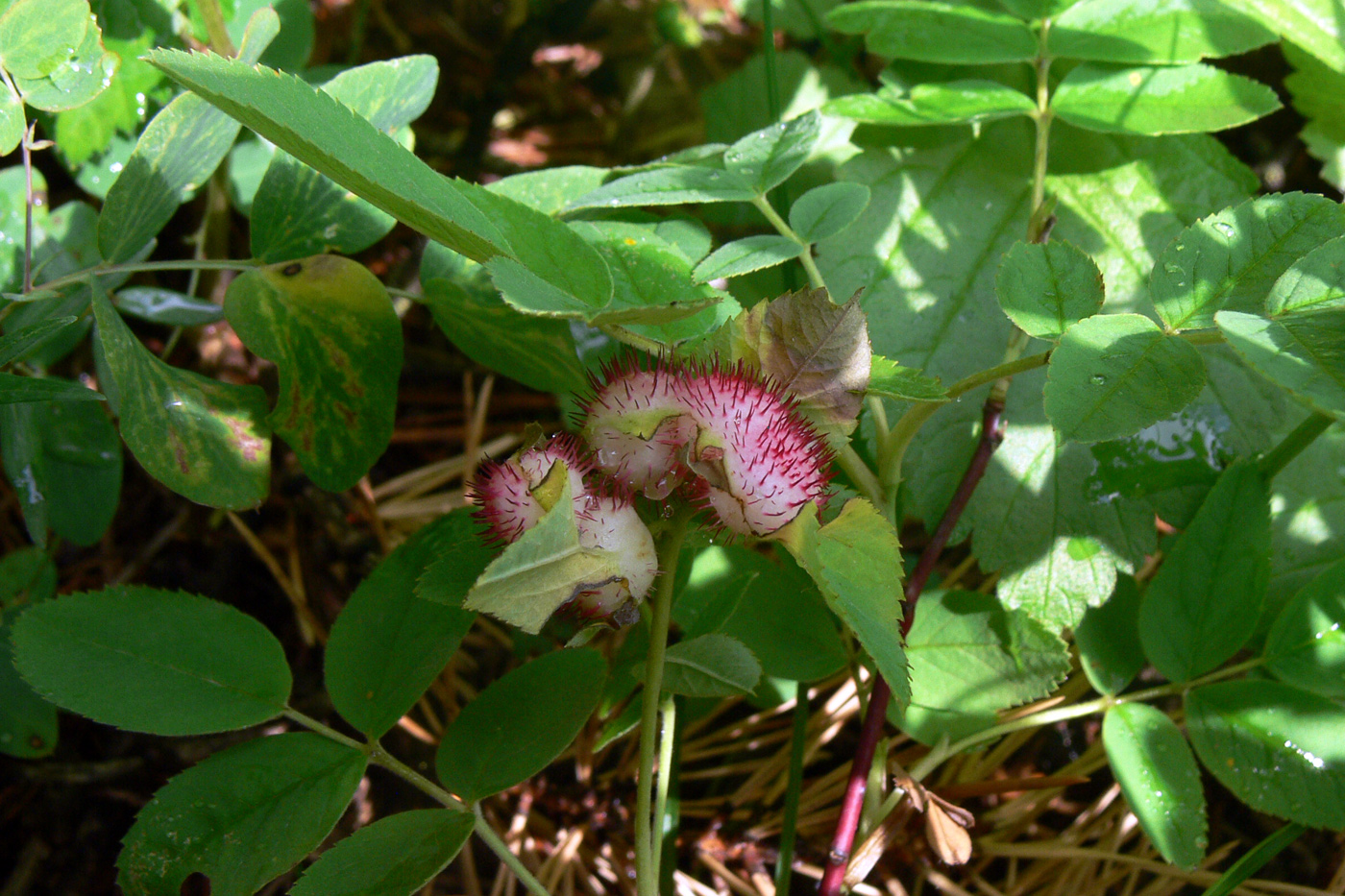 Image of Rosa cinnamomea specimen.
