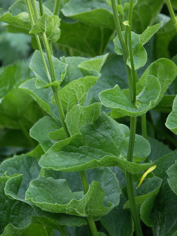 Изображение особи Doronicum macrophyllum.