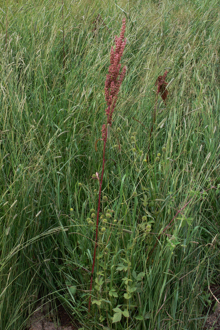 Изображение особи Rumex pseudonatronatus.