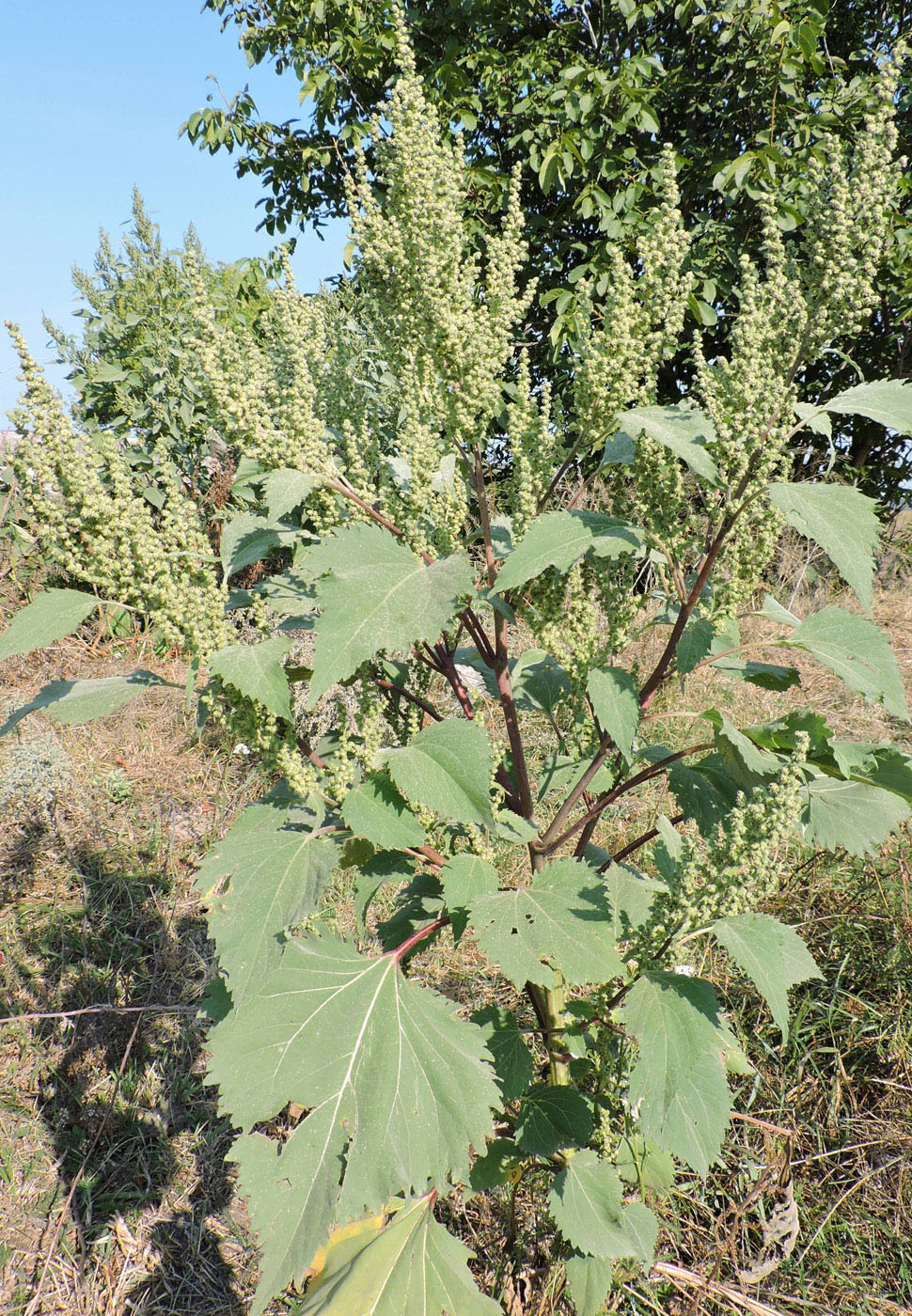 Изображение особи Cyclachaena xanthiifolia.