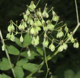 Thalictrum contortum. Часть соплодия (стебли, цветоносы и плоды поражены мучнистой росой; возбудитель, вероятно, Erysiphe aquilegiae). Приморский край, Партизанский городской округ. окр. с. Тигровой, долина р. Тигровая, в смешанном лесу. 14.07.2016.