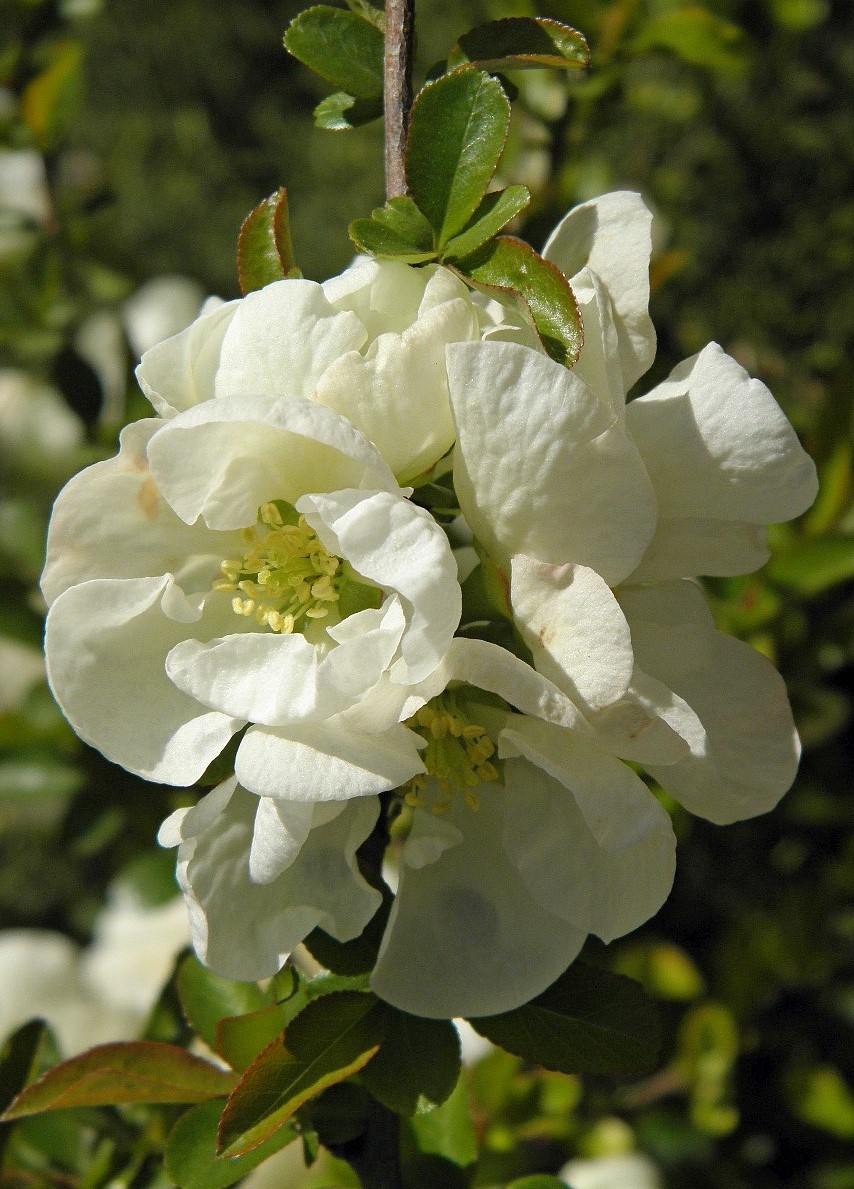 Image of Chaenomeles japonica specimen.