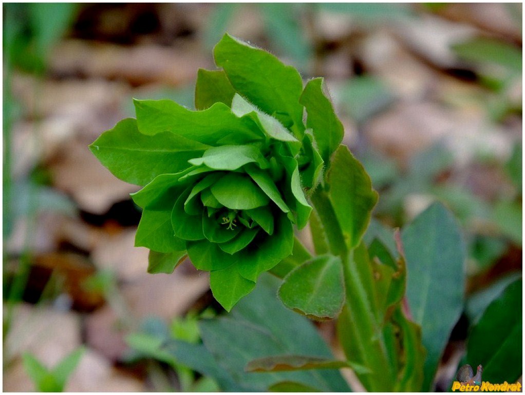 Изображение особи Euphorbia amygdaloides.