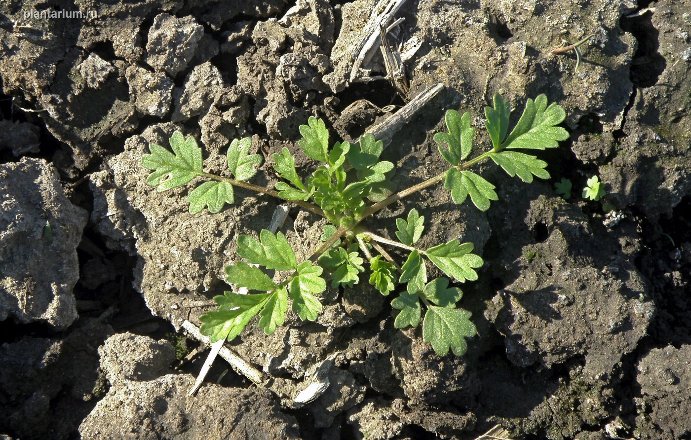 Image of Potentilla supina specimen.