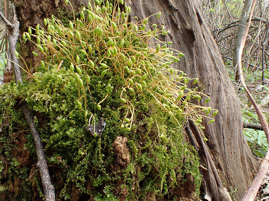 Image of Plagiomnium cuspidatum specimen.