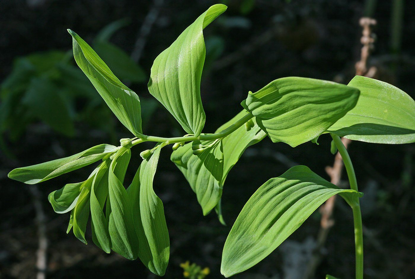 Image of Polygonatum hirtum specimen.