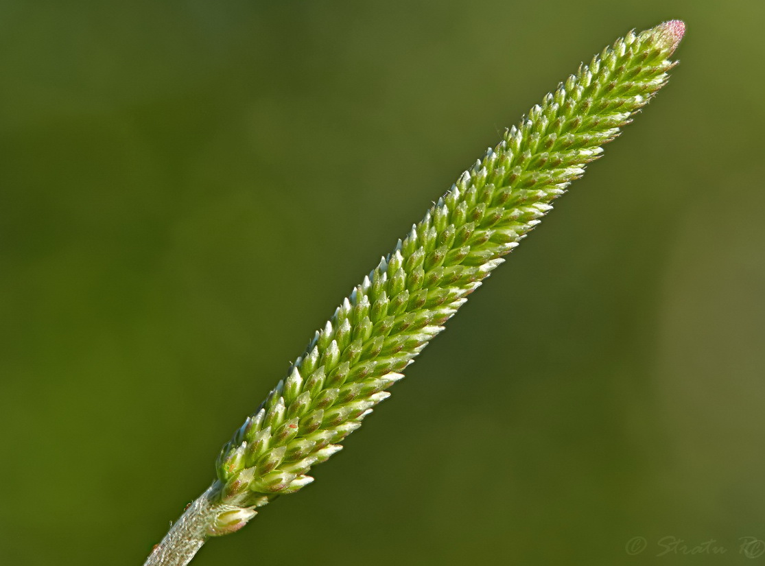 Изображение особи род Plantago.