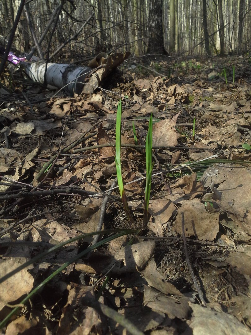 Image of Carex pilosa specimen.