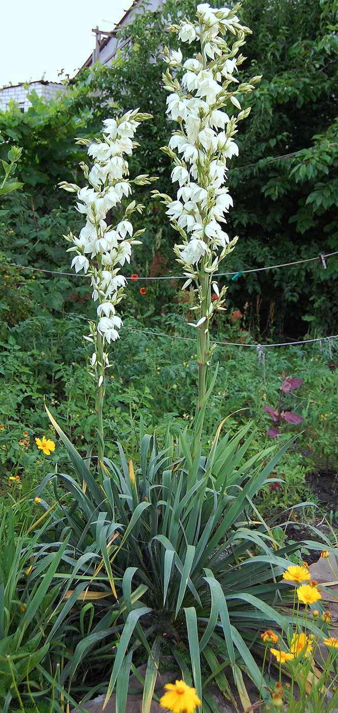 Изображение особи Yucca gloriosa.