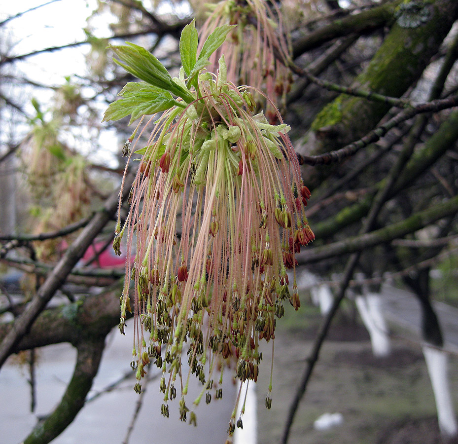 Image of Acer negundo specimen.