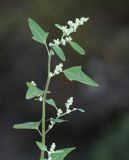 Chenopodium bryoniifolium