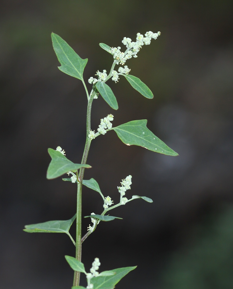 Изображение особи Chenopodium bryoniifolium.