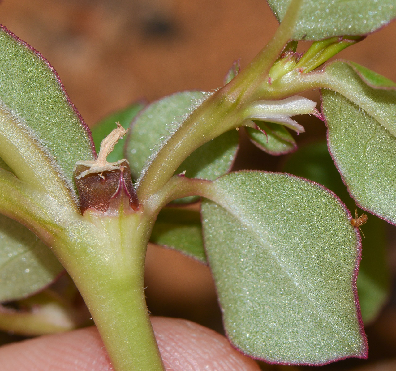 Image of Trianthema portulacastrum specimen.