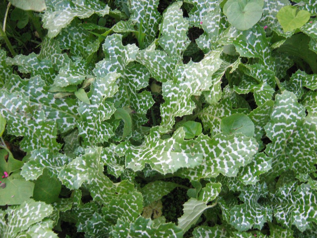 Image of Silybum marianum specimen.