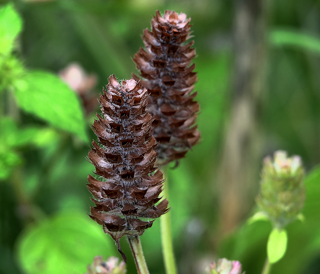 Изображение особи Prunella vulgaris.