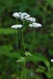 Image of taxon representative. Author is Вера Волкотруб