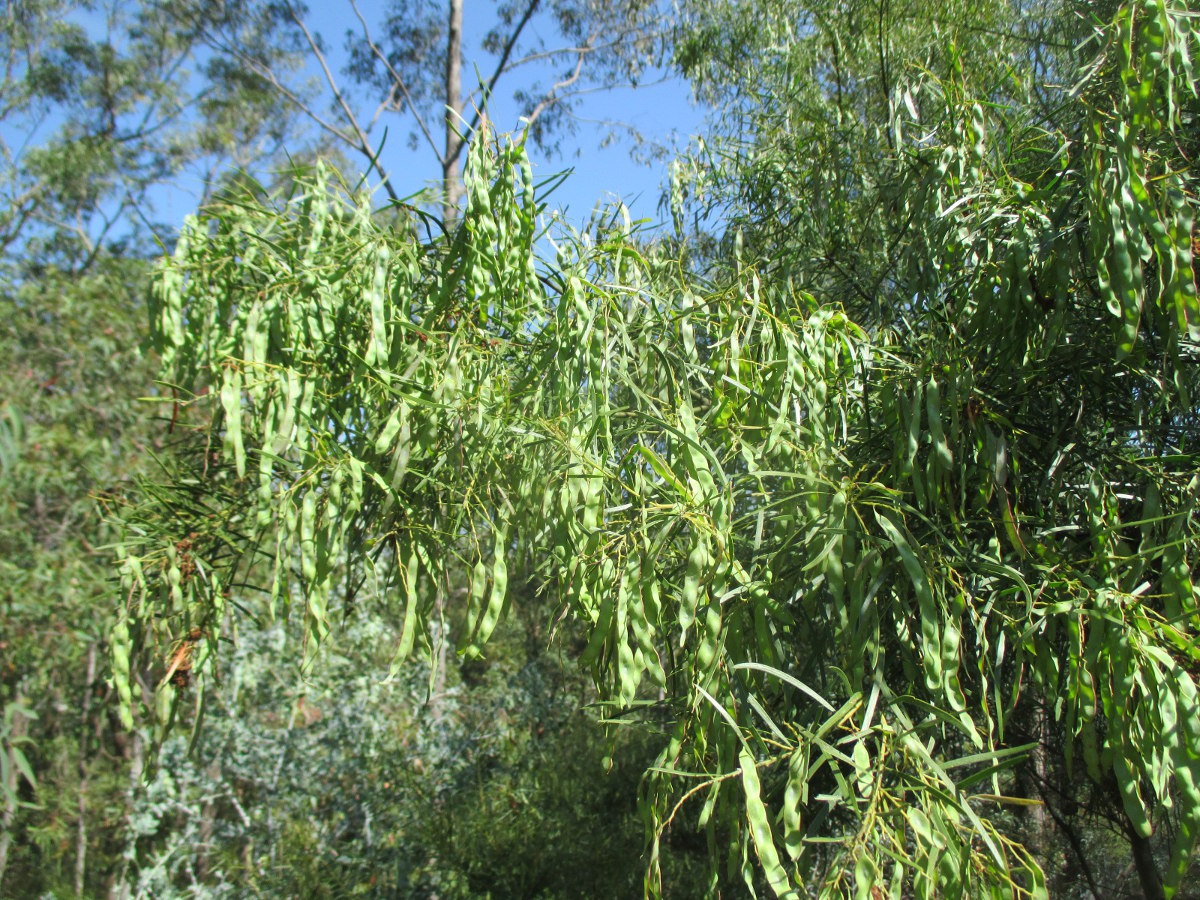 Изображение особи Acacia fimbriata.