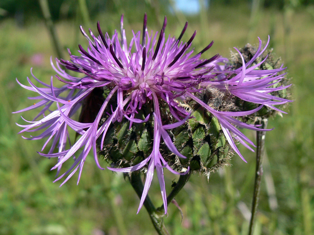 Изображение особи Centaurea scabiosa.