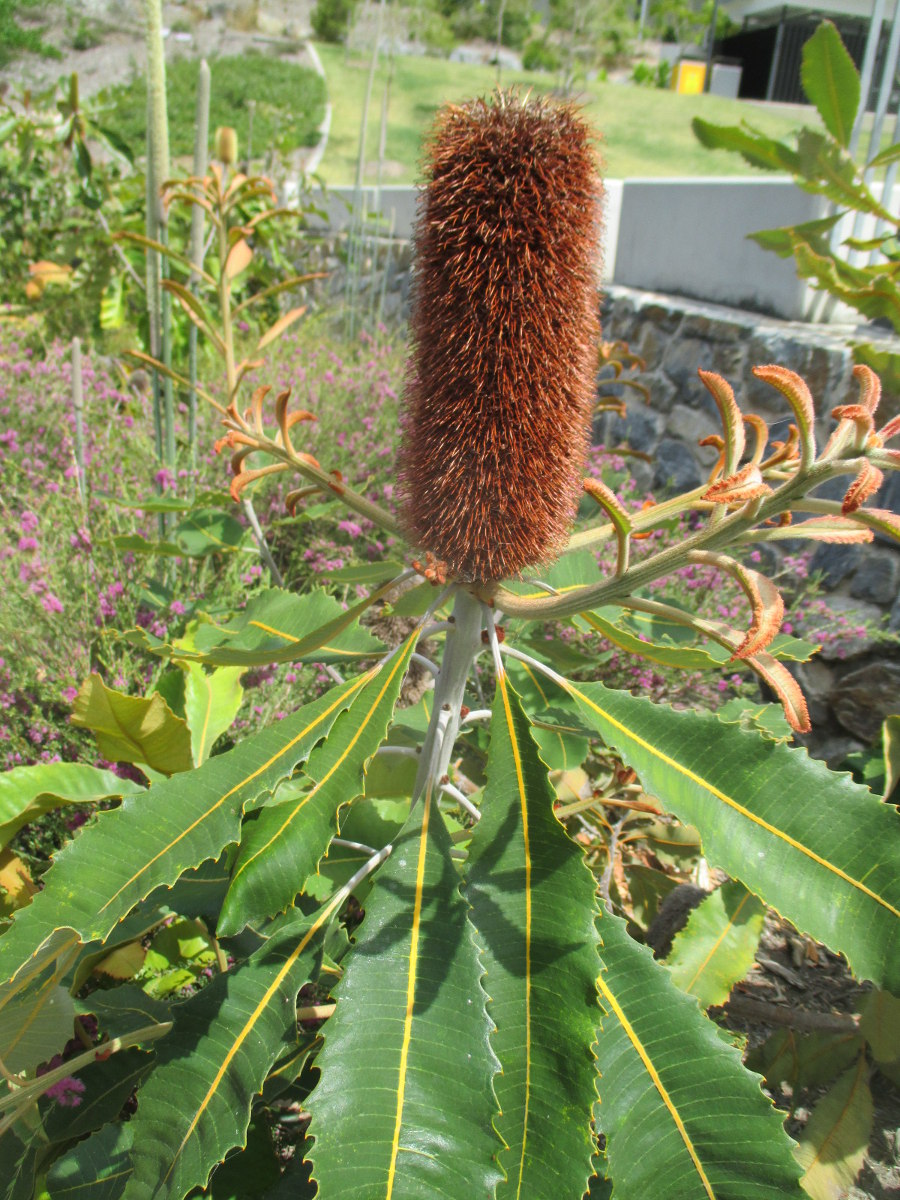 Изображение особи Banksia robur.