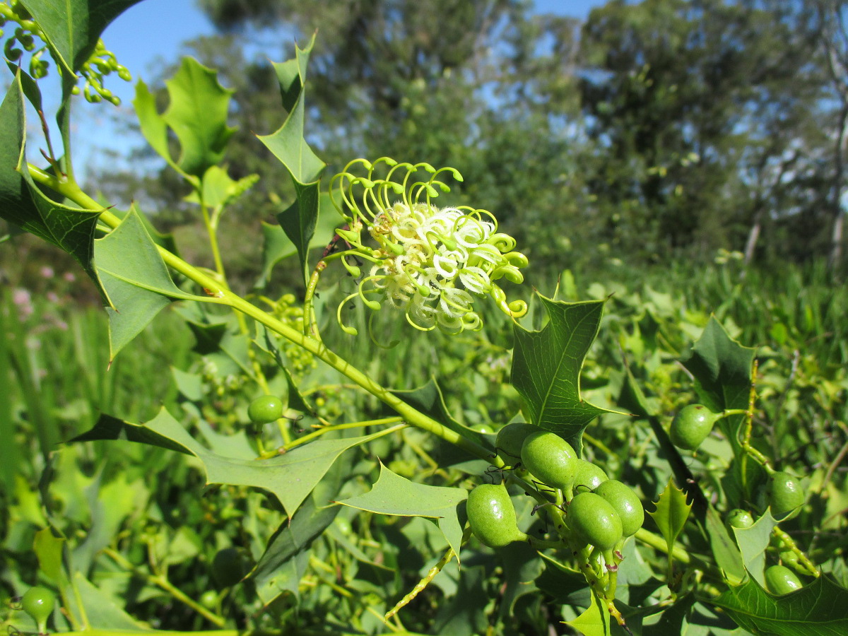 Изображение особи Grevillea prasina.