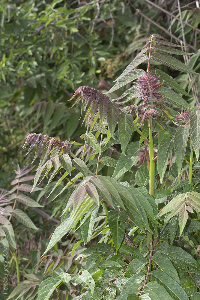 Image of Ailanthus altissima specimen.