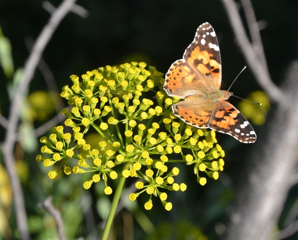 Image of Bupleurum fruticosum specimen.