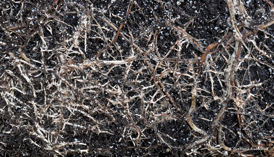 Изображение особи Betula humilis.