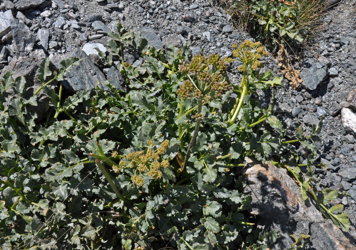 Image of Archangelica brevicaulis specimen.