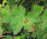 Geranium platypetalum. Лист с поражениями. Кабардино-Балкария, Эльбрусский р-н, окр. пос. Эльбрус, ок. 1900 м н.у.м., склон горы. 29.07.2017.