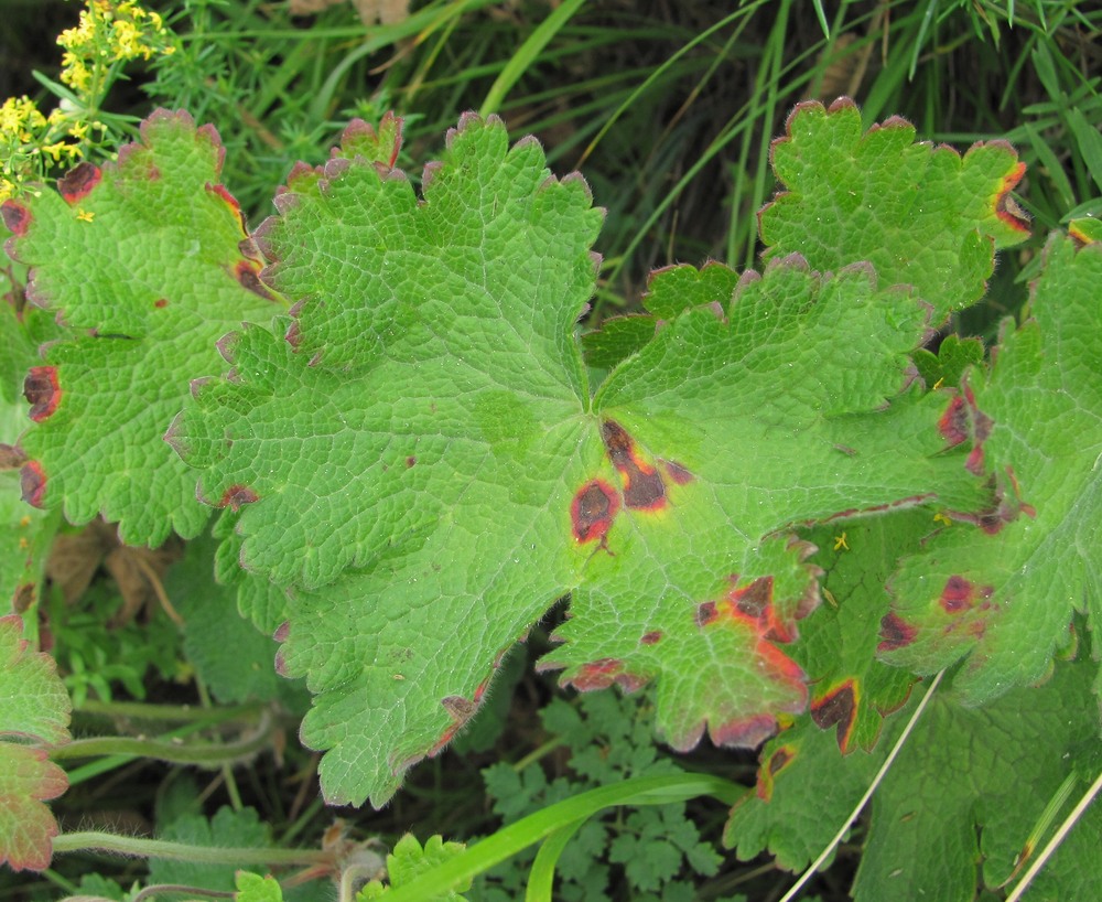 Изображение особи Geranium platypetalum.