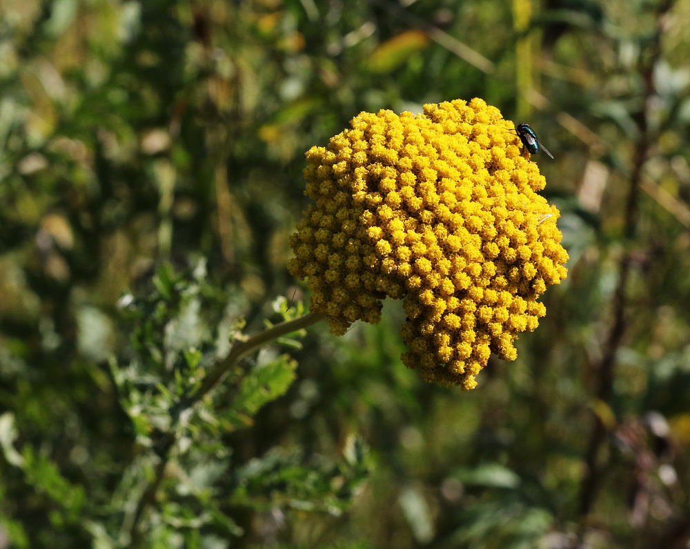 Image of Achillea filipendulina specimen.