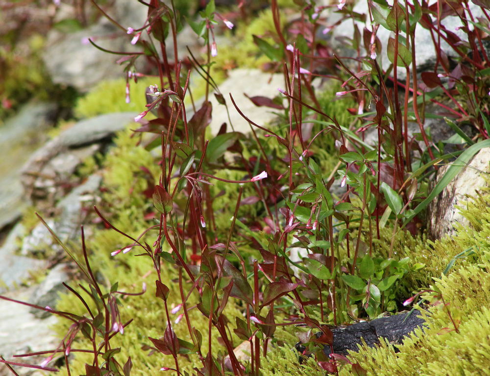 Image of Epilobium hornemannii specimen.